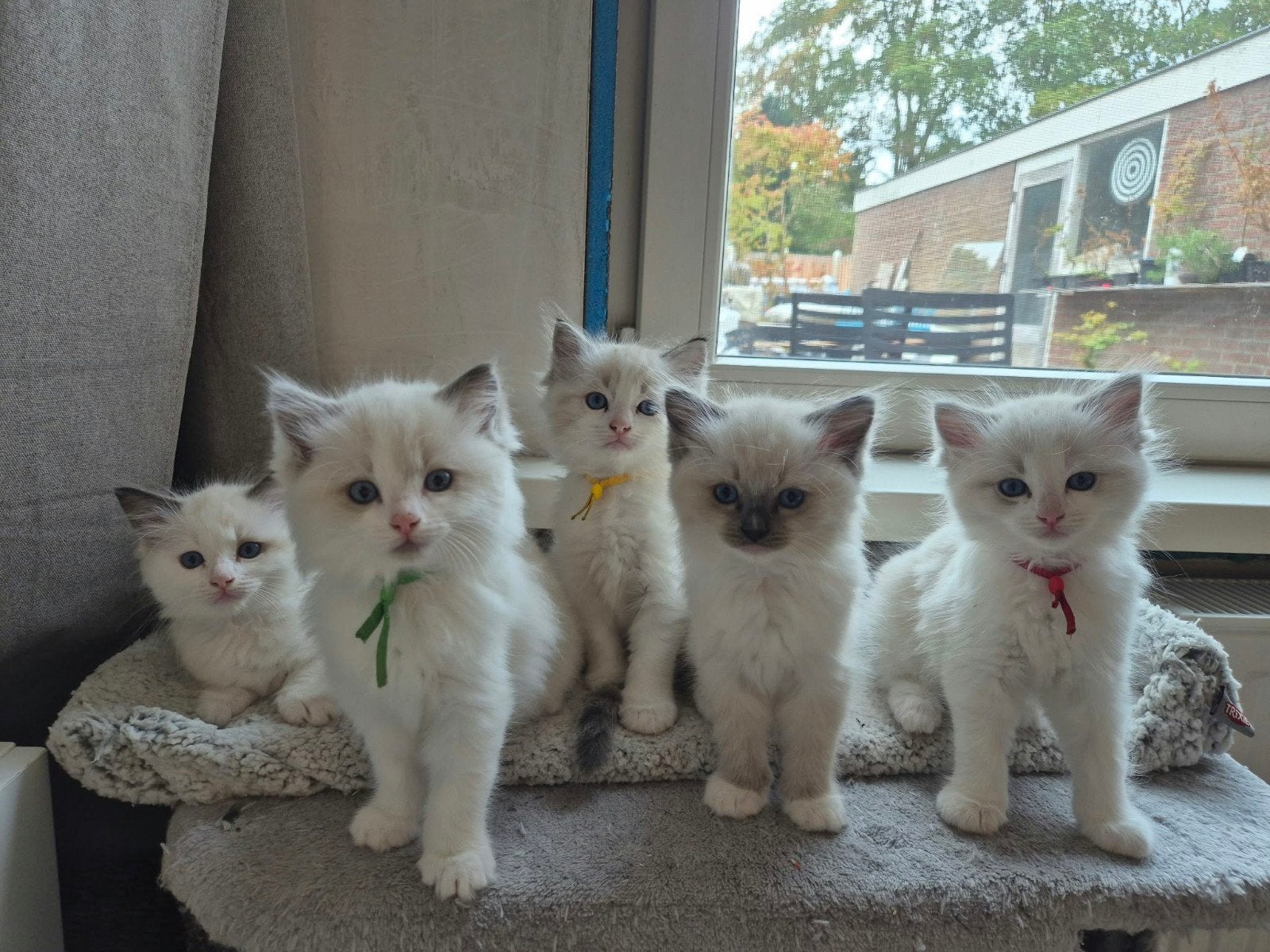 Ragdoll kittens, Dieren en Toebehoren, Meerdere dieren, 0 tot 2 jaar