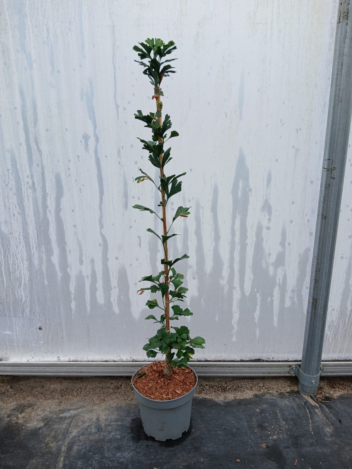 Ginkgo biloba 'Menhir' 🌿 zuil Ginkgo, Ophalen, Laurier, 100 tot 250 cm