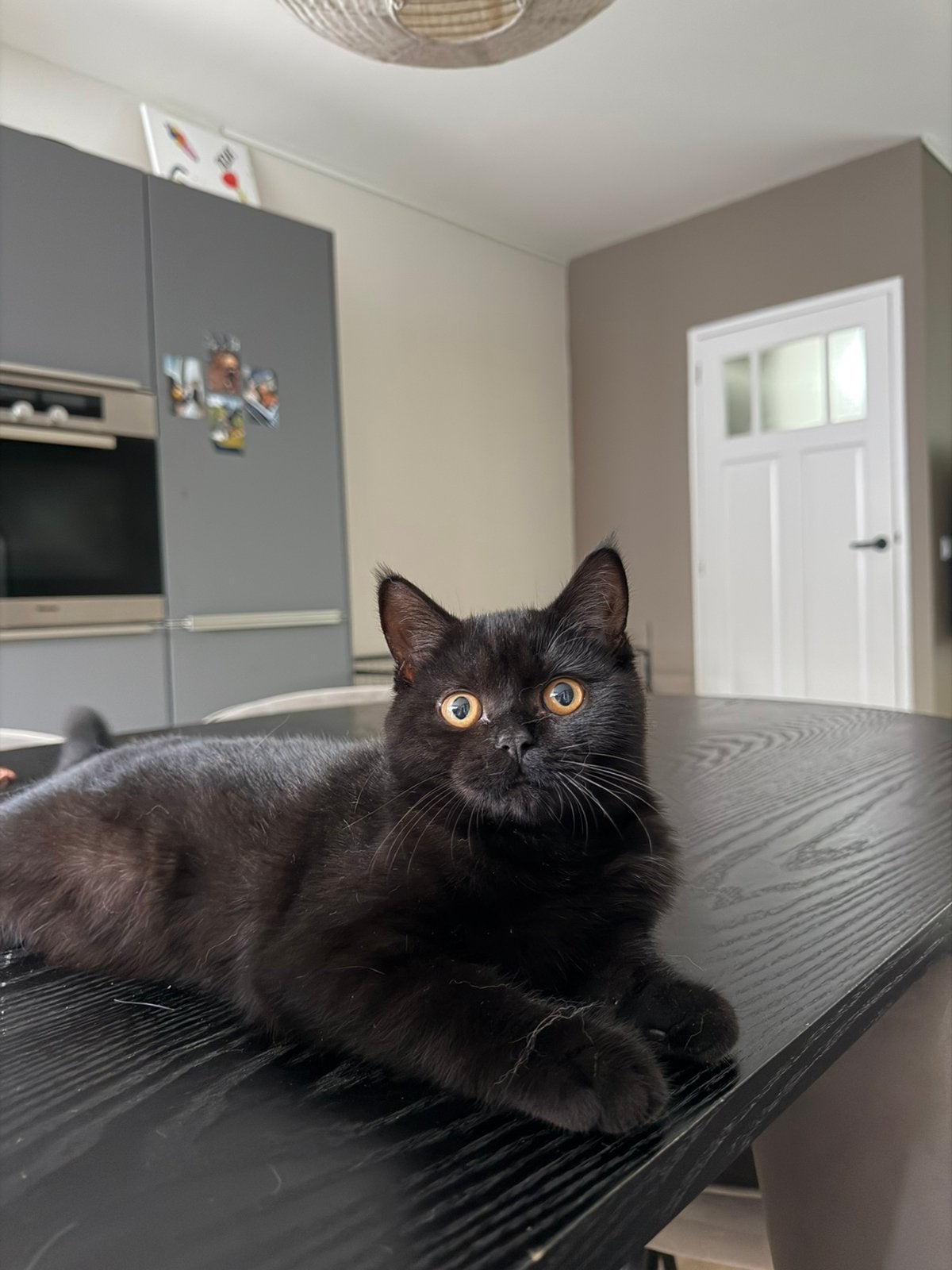 Britse korthaar poes, Poes, Gechipt