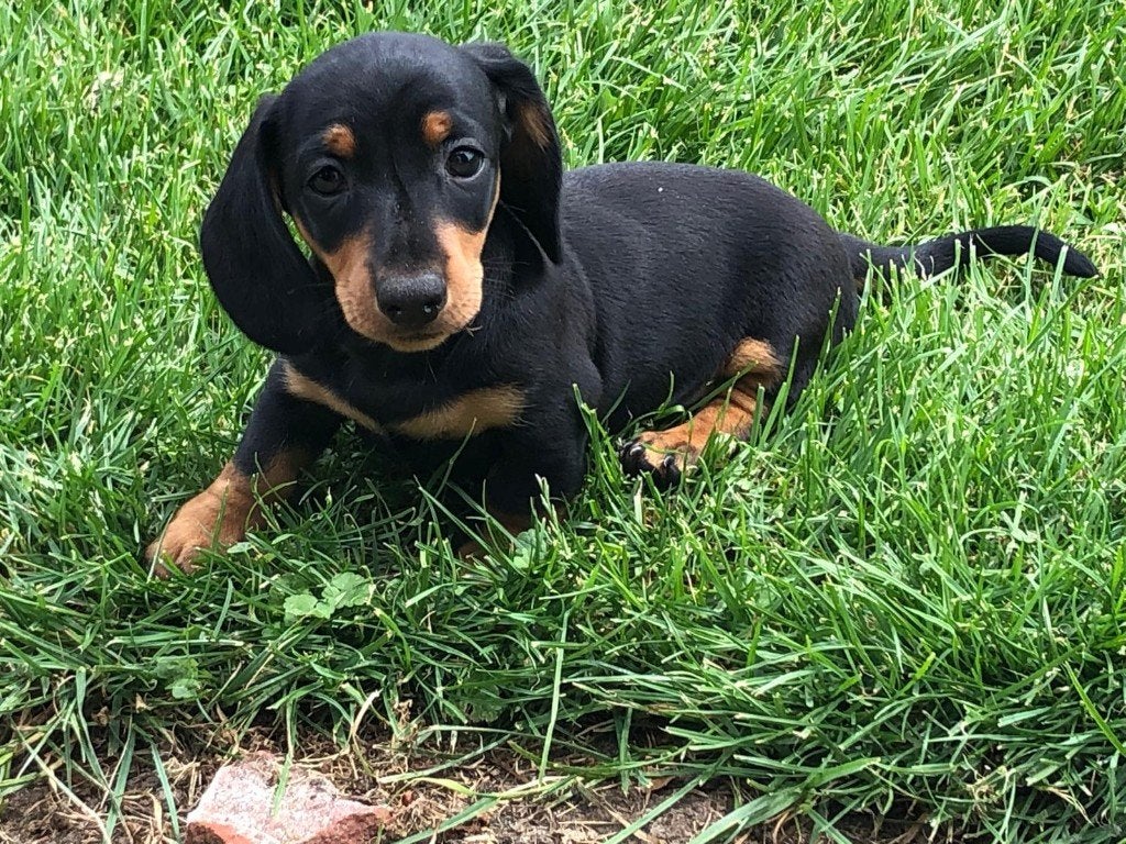 Teckel pups te koop, 8 tot 15 weken, Korthaar, Dwerg, Meerdere