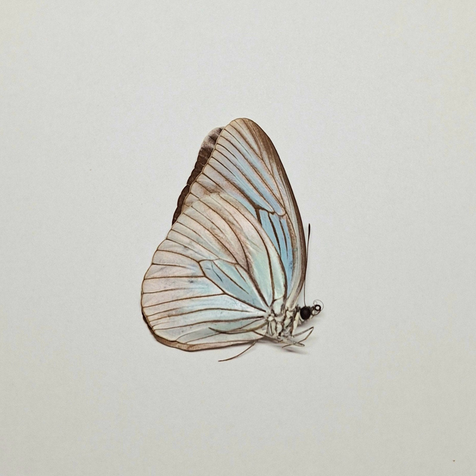 Pareronia tritaea ongeprepareerde vlinders, Ophalen of Verzenden, Nieuw, Insect, Opgezet dier