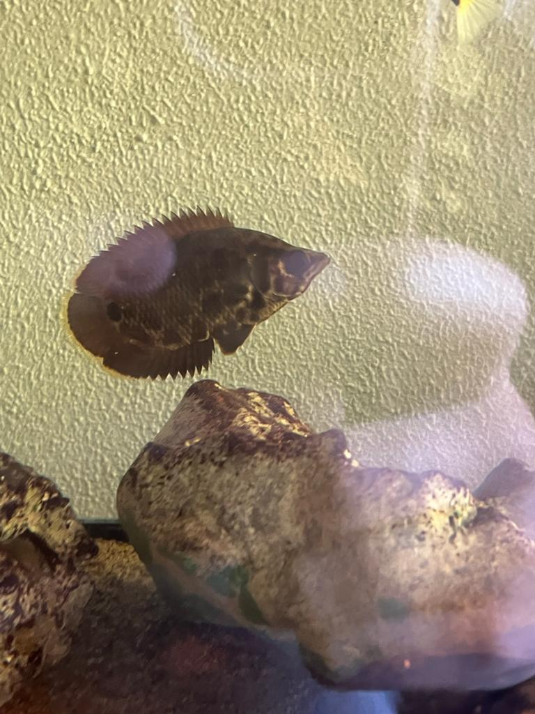 luipaardgourami ( Ctenopoma acutirostre), Vis