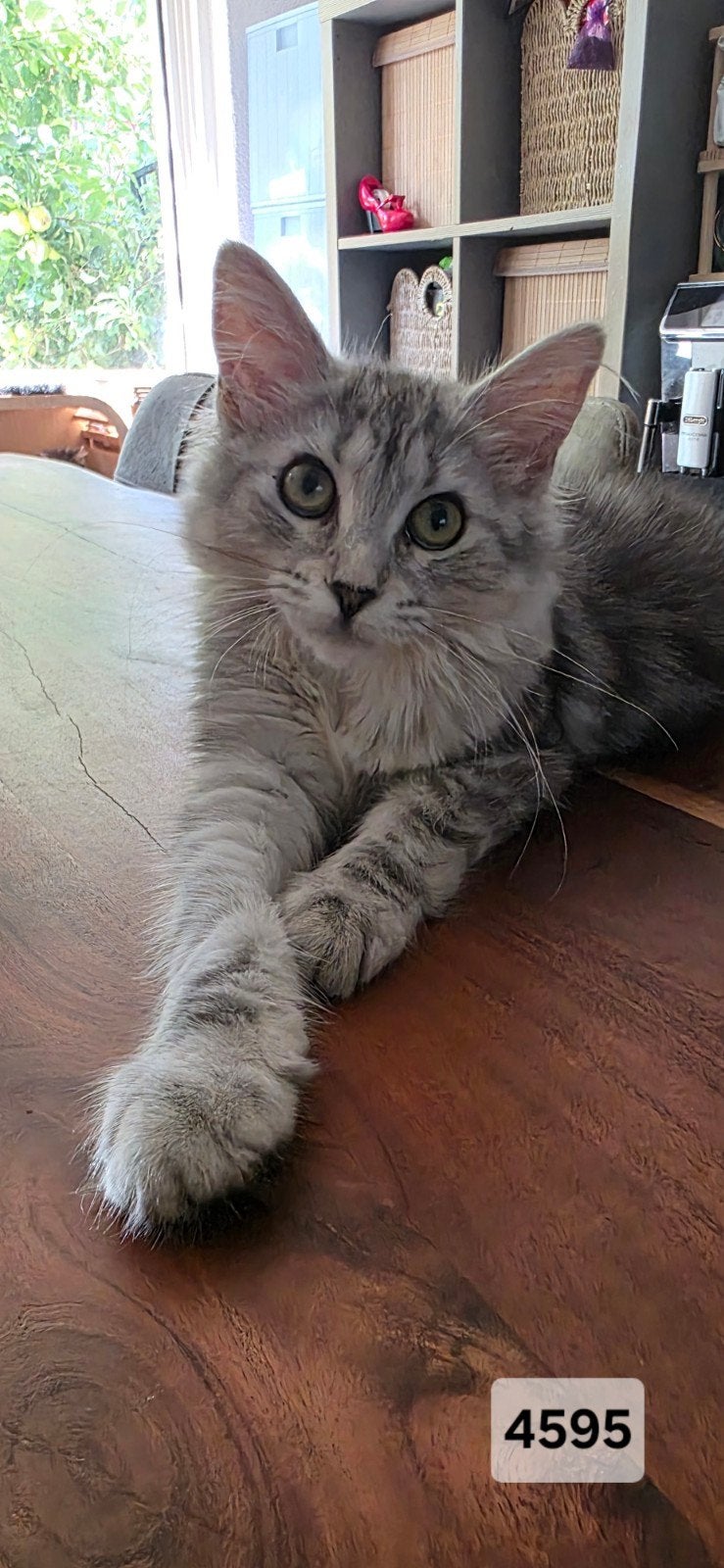 Nog 2 Maine Coon kittens ♀️ stamboom, breed geteste ouders, Poes, Met stamboom, 0 tot 2 jaar