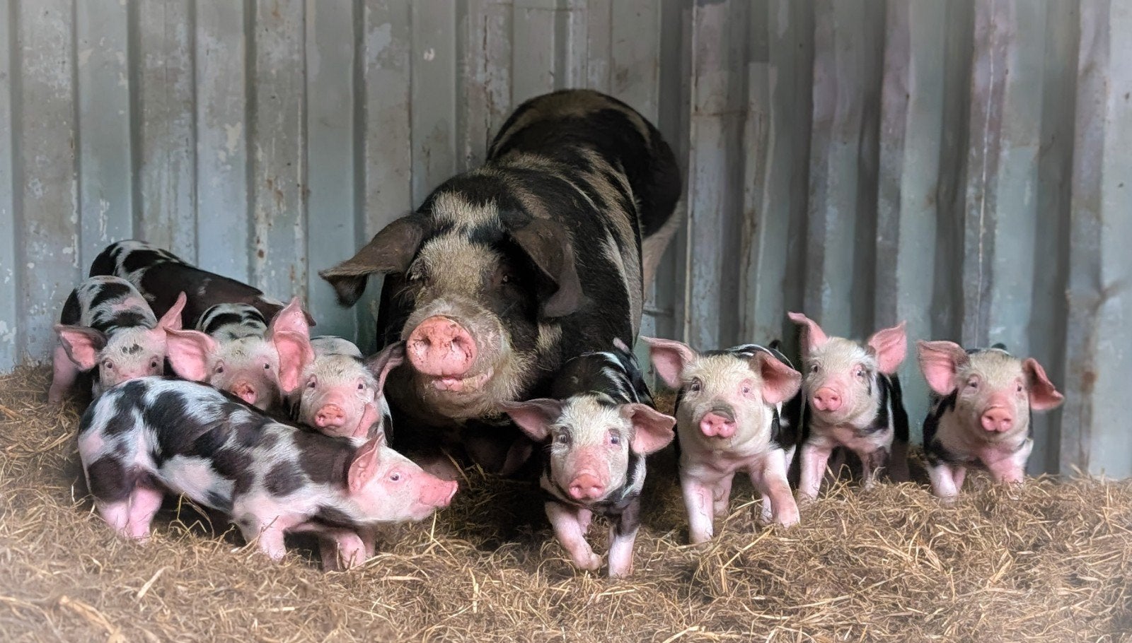 mooie bentheimer x pietrain biggen te koop, Meerdere dieren, Varken, 0 tot 2 jaar