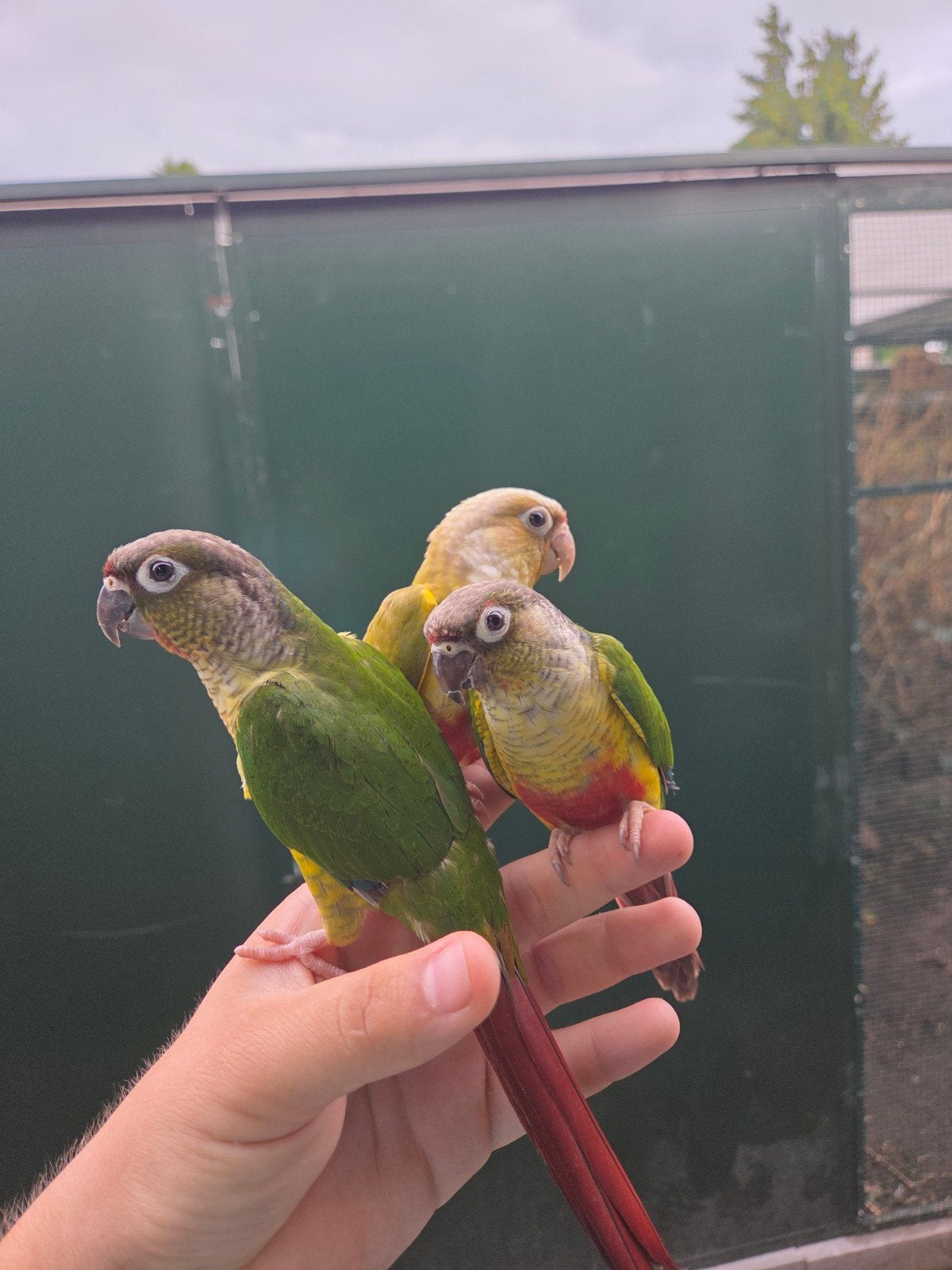 jong pyrhrua, Dieren en Toebehoren, Vogels | Overige Vogels, Geslacht onbekend, Tam