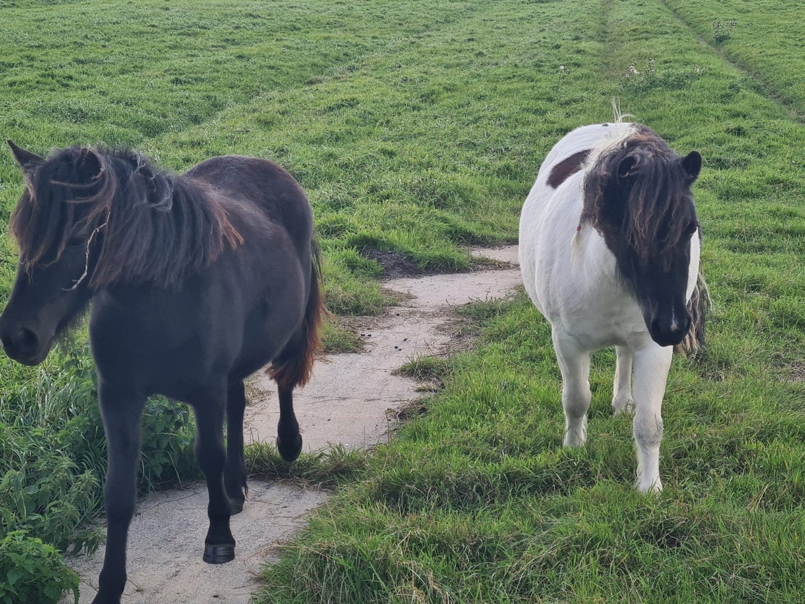 NSPS  Shetland merrie's grote maat, Dieren en Toebehoren, Merrie, A pony (tot 1.17m), Met stamboom