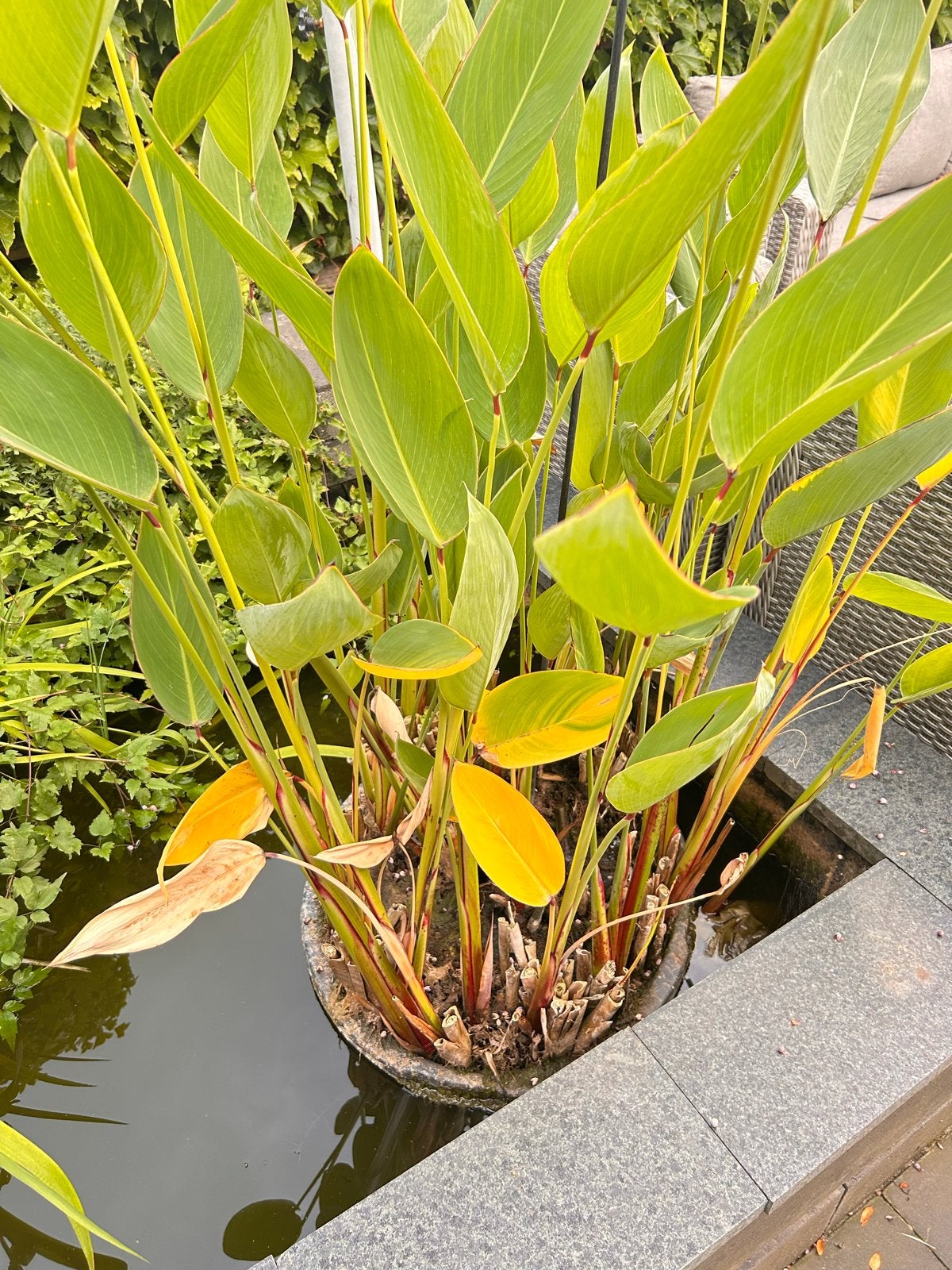 Canna Lelie (Canna indica) - Waterplant voor vijver, Ophalen, Volle zon, Vaste plant, Zomer