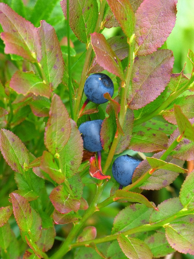 Blauwe bes / Bosbes – Vaccinium – fruitstruik, Ophalen of Verzenden, Lente, Vaste plant, Volle zon
