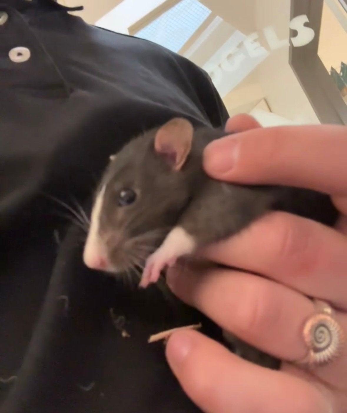 Twee tamme mannetjes ratten, Dieren en Toebehoren, Knaagdieren, Rat, April, Mannelijk, Tam