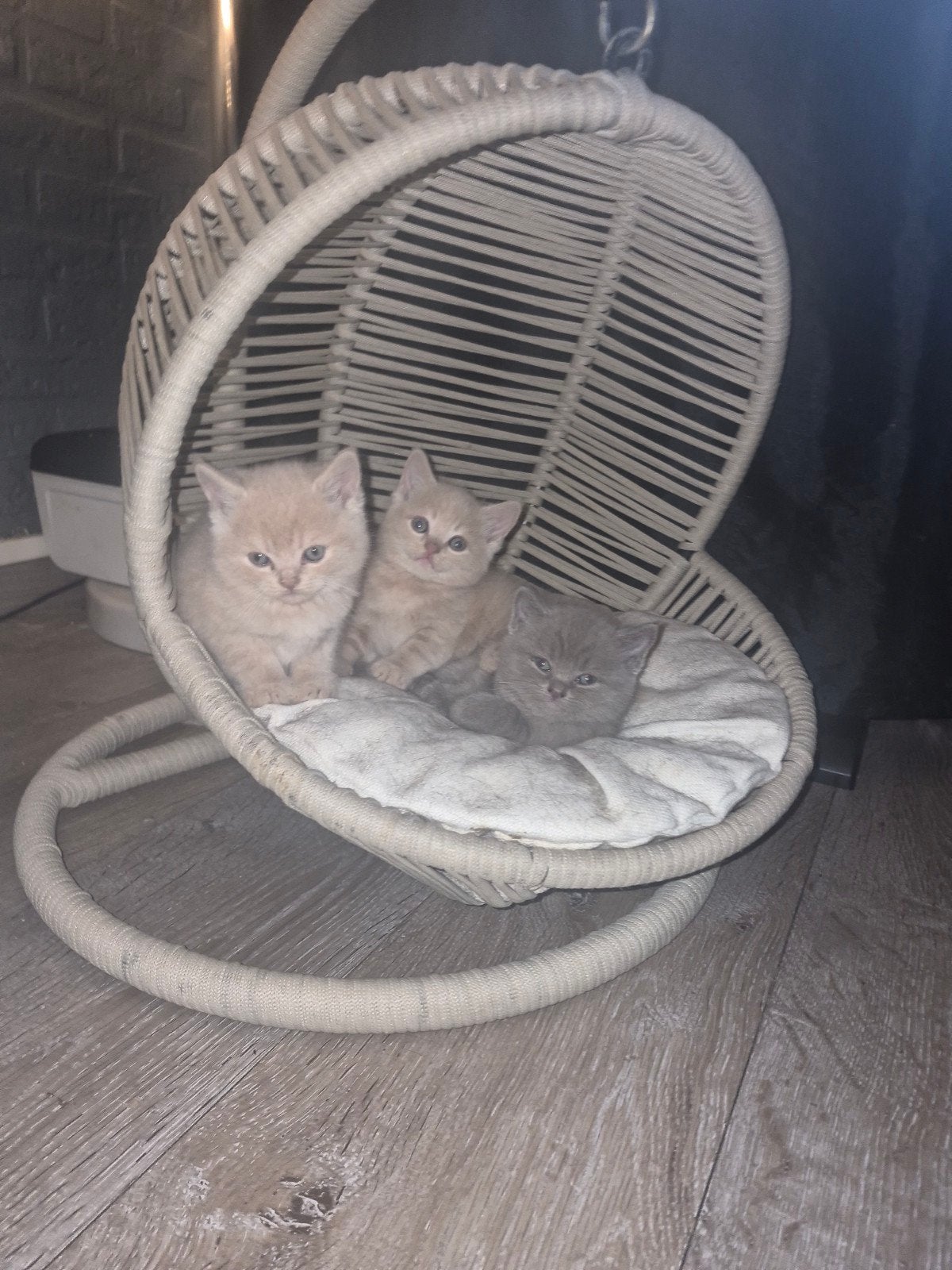 3 mix britse korthaar kittens, Dieren en Toebehoren, Kater, Gechipt, 0 tot 2 jaar