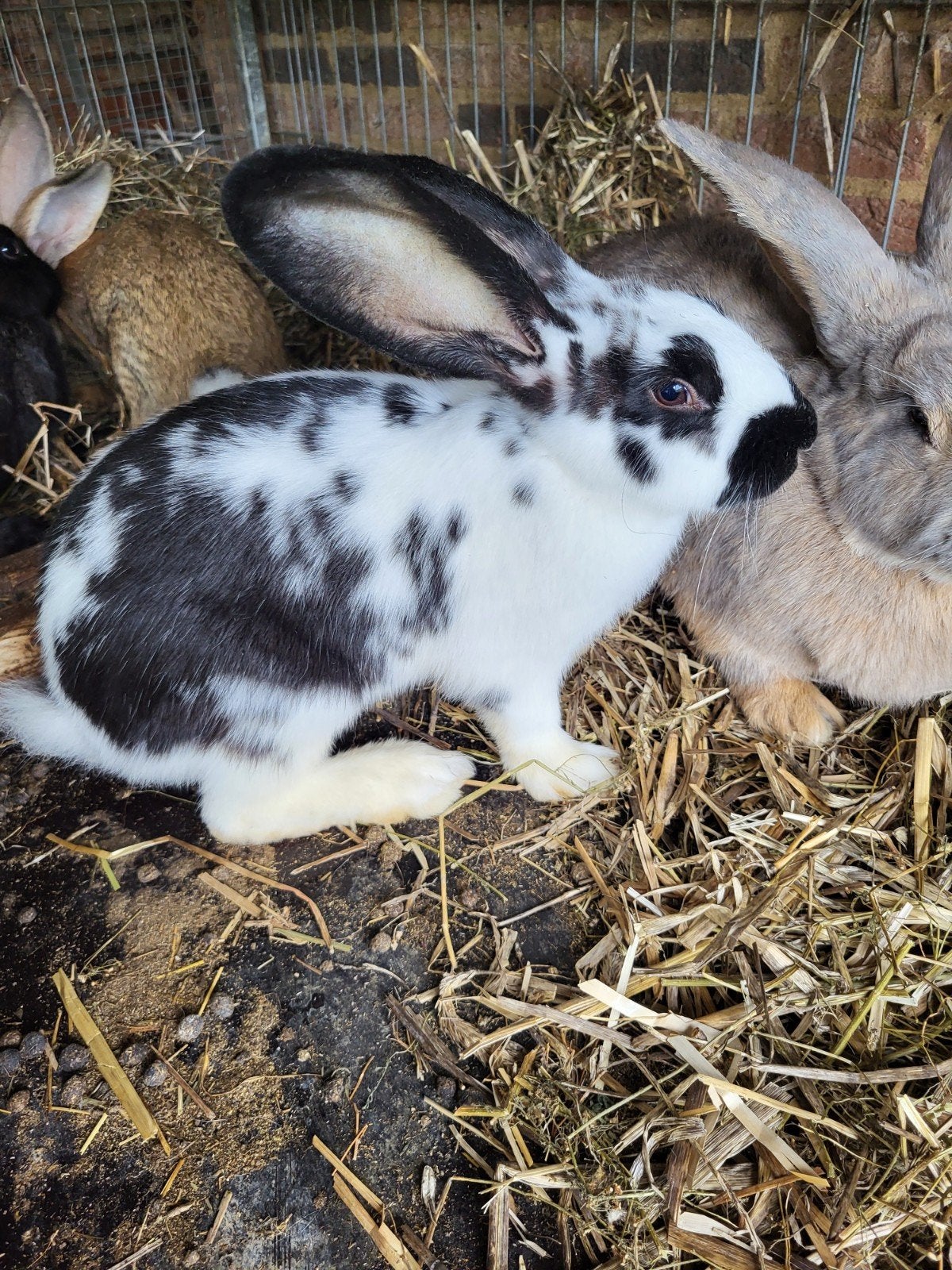 2 duitse reus rammen, Mannelijk, Groot, 0 tot 2 jaar