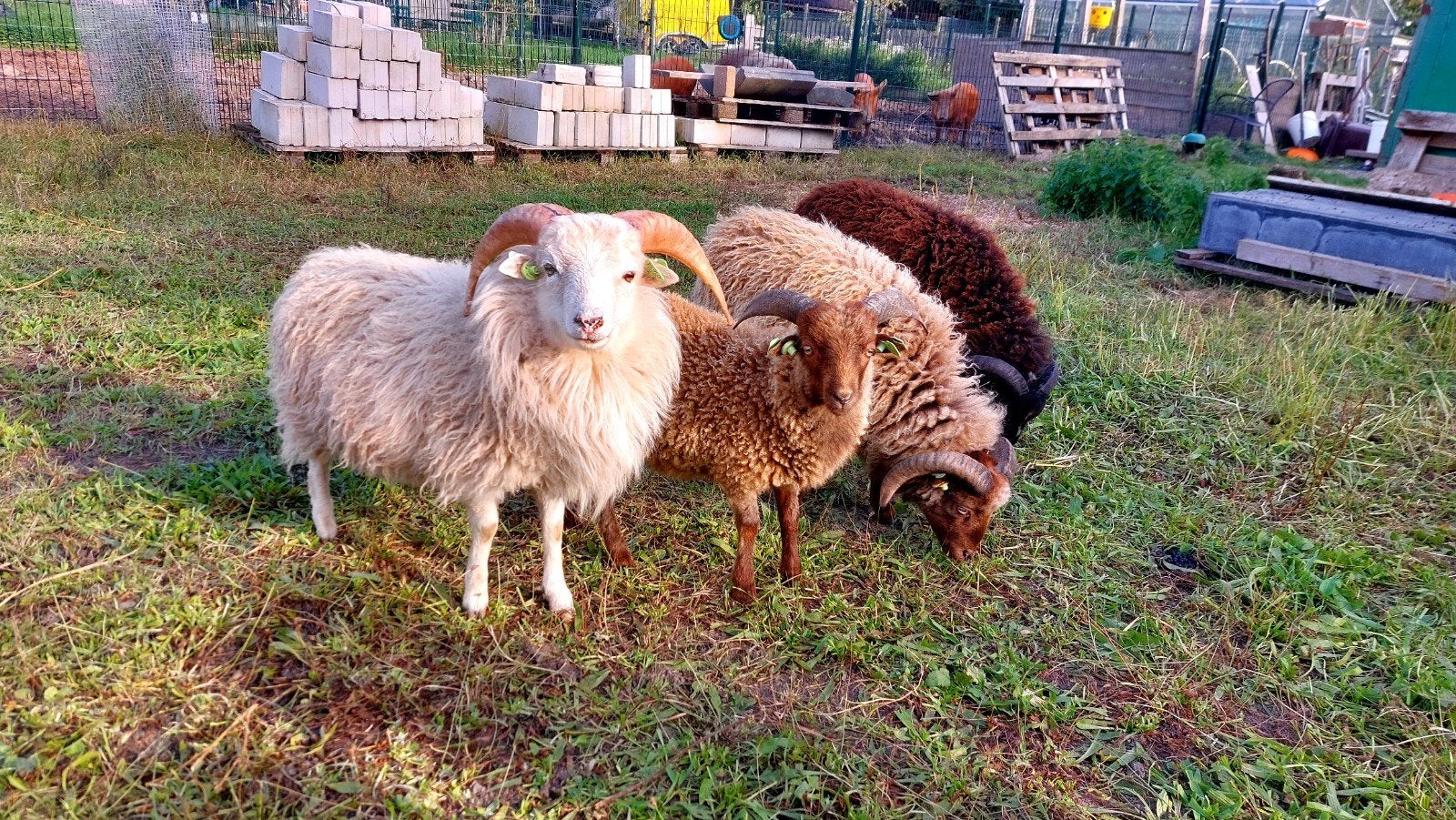 quessant schaapjes, Dieren en Toebehoren, Meerdere dieren, Schaap, 0 tot 2 jaar