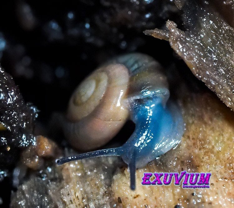 Oxychilus alliarius Garlic Snail Lookglansslak, Dieren en Toebehoren, Overige soorten