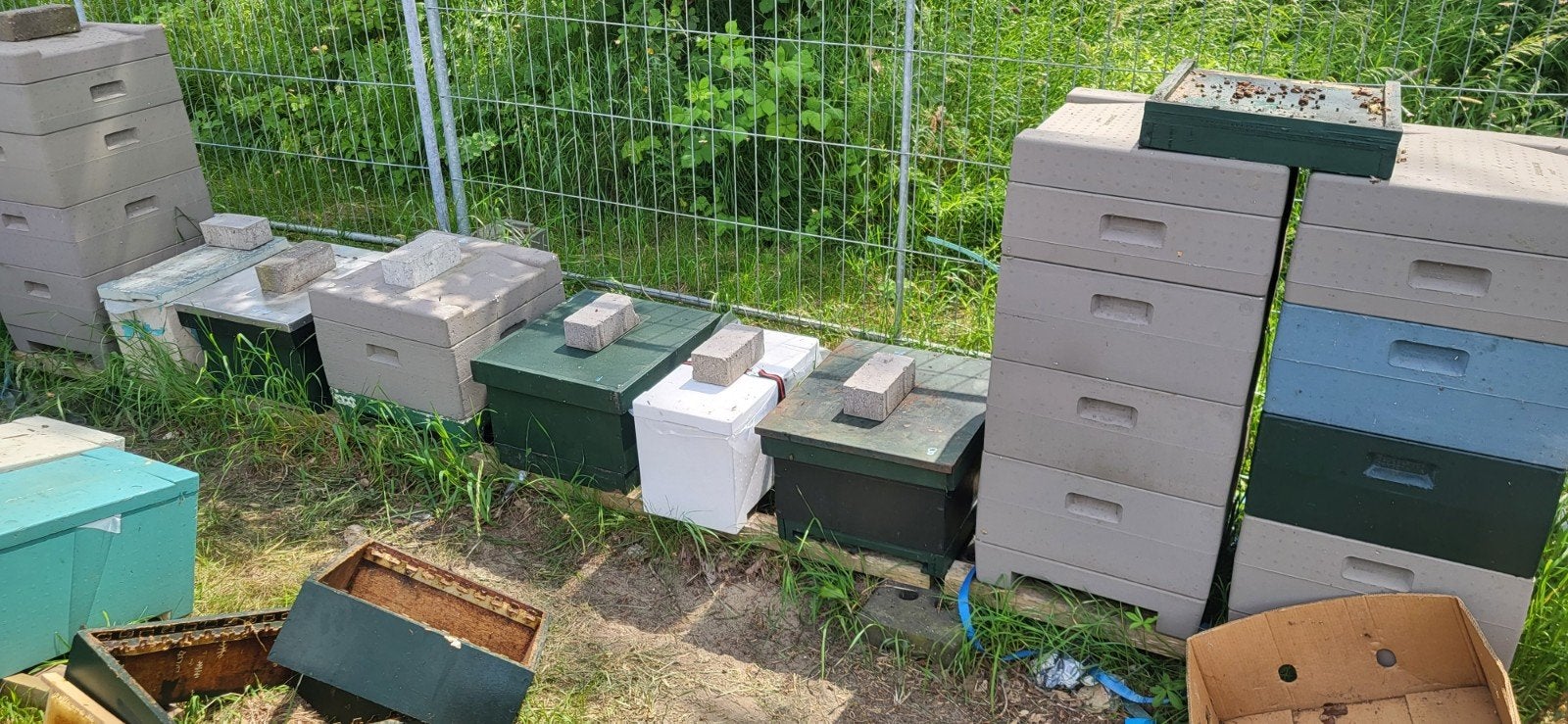 Zwerm, Dieren en Toebehoren, Insecten en Spinnen, Bijen