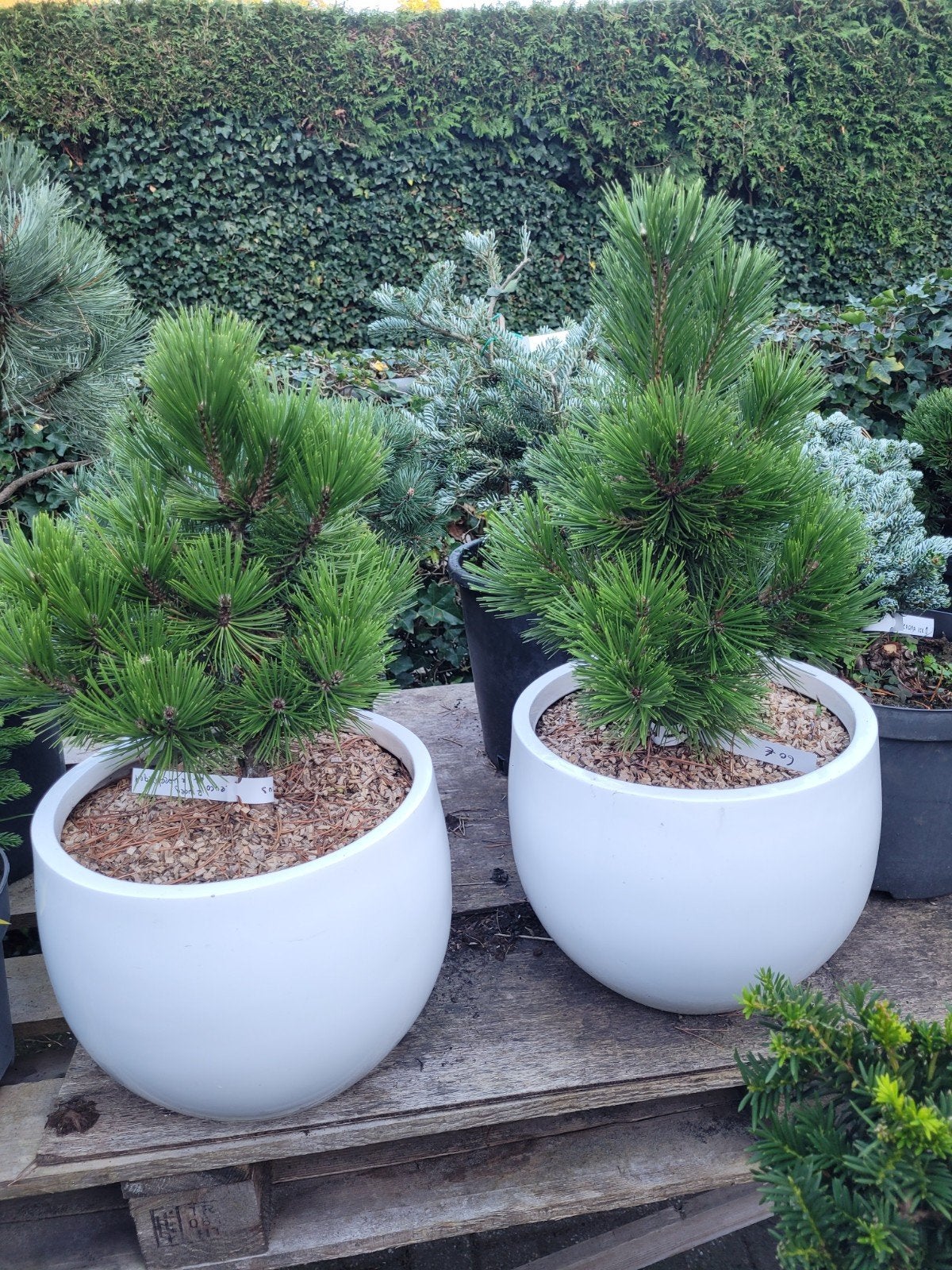 Pinus Leucodermis 'Zwerg Schneverdingen' in witte pot, Tuin en Terras, Ophalen, Kunststof, Rond, Nieuw