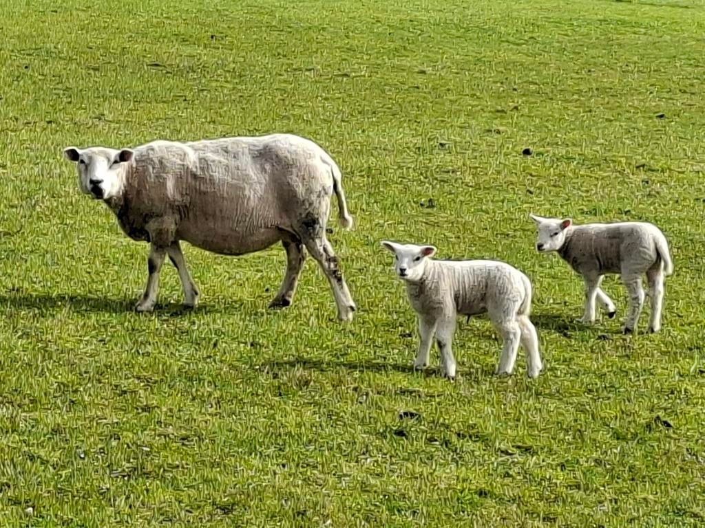 Schapen met lammeren, stellen, Dieren en Toebehoren, Schapen, Geiten en Varkens, Schaap, Meerdere dieren