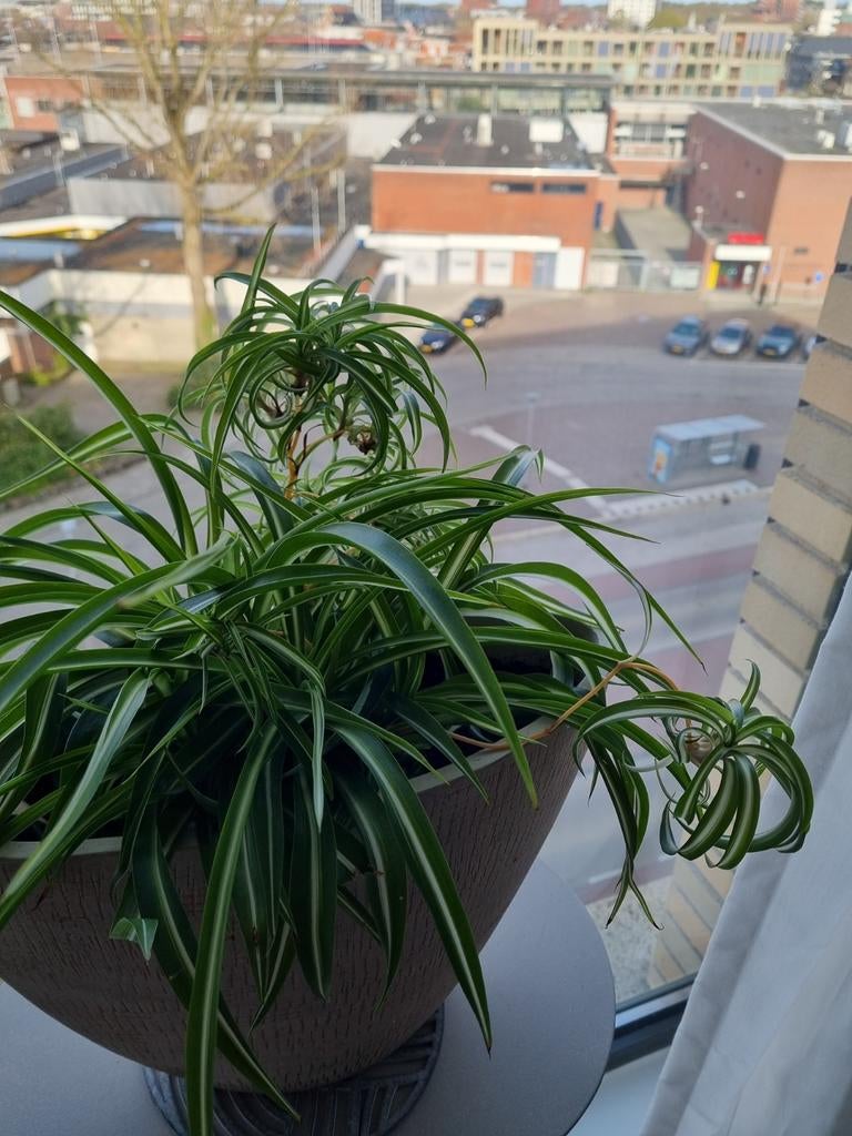 Stekjes Graslelie, Chlorophytum comosum 'Bonnie', Ophalen, Volle zon