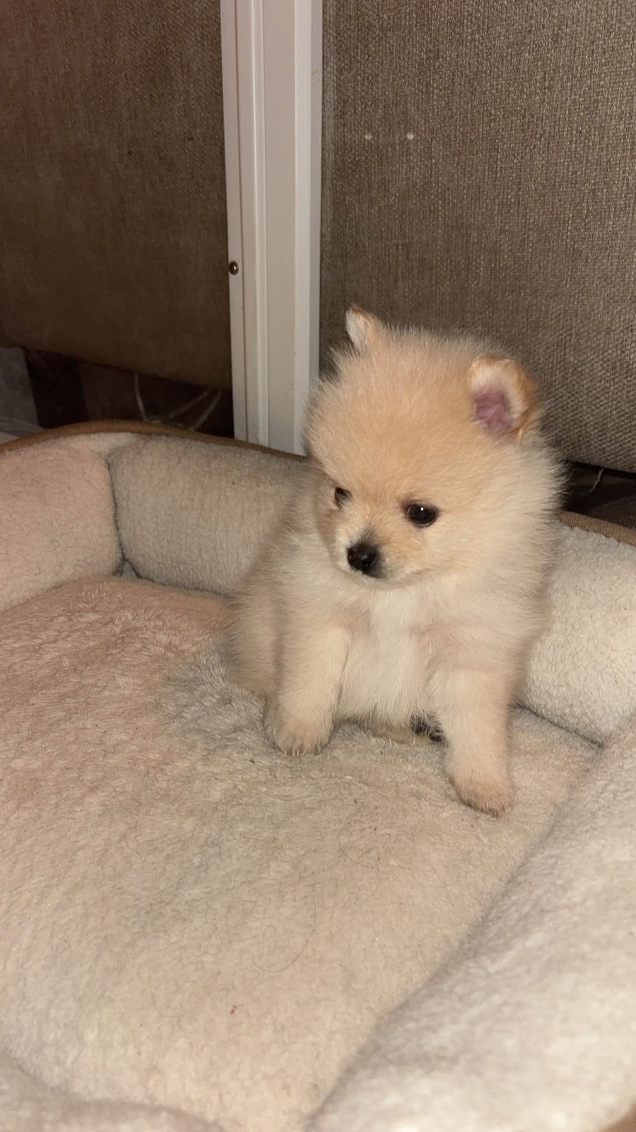Pomeriaan pups, Dieren en Toebehoren, Parvo, Keeshond, 8 tot 15 weken, Meerdere