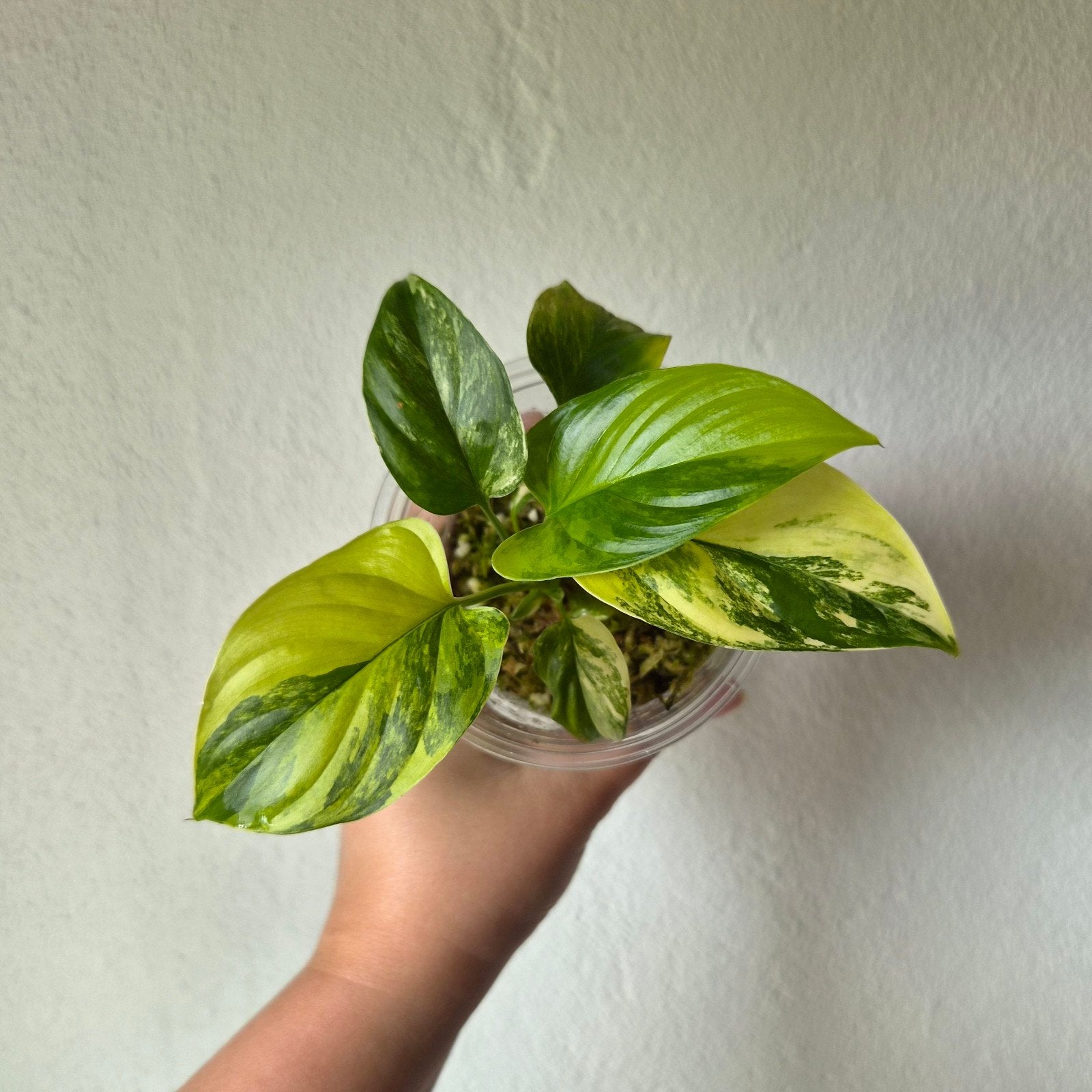 Homalomena Rubescens Aurea, Huis en Inrichting, Ophalen of Verzenden