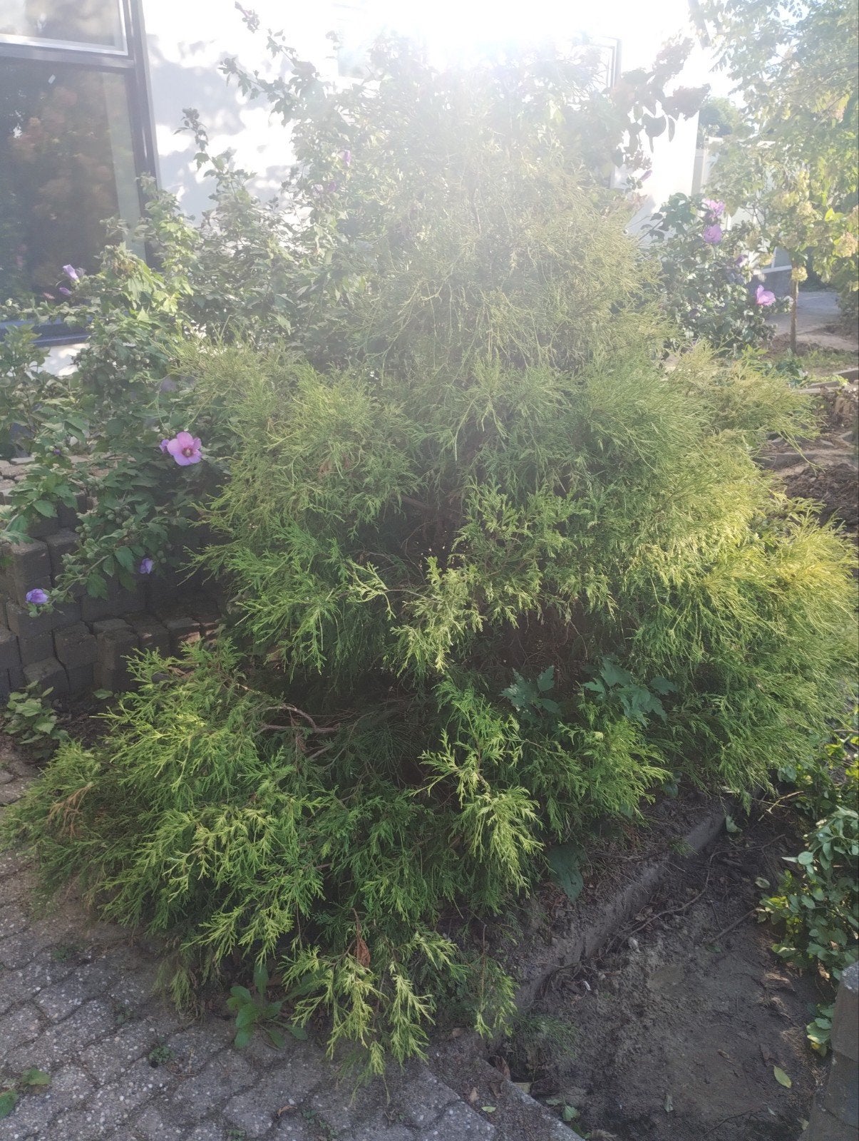 Gratis diverse grote planten, Tuin en Terras, Planten | Struiken en Hagen, Ophalen, Vlinderstruik, 100 tot 250 cm
