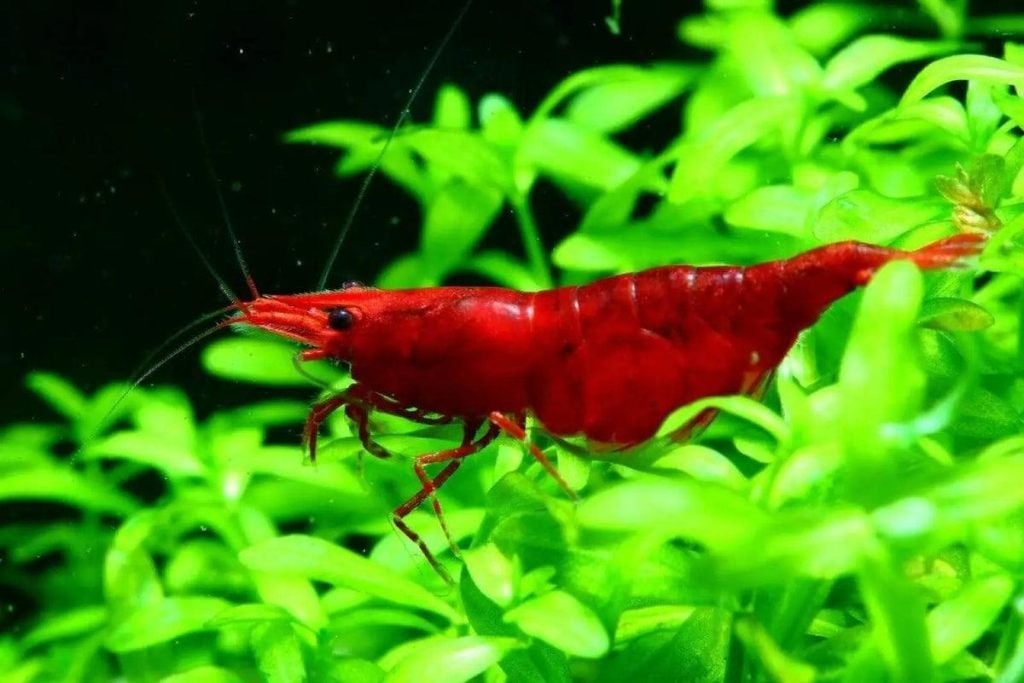 Painted Fire Red High Grade garnalen, Kreeft, Krab of Garnaal, Zoetwatervis, Schoolvis