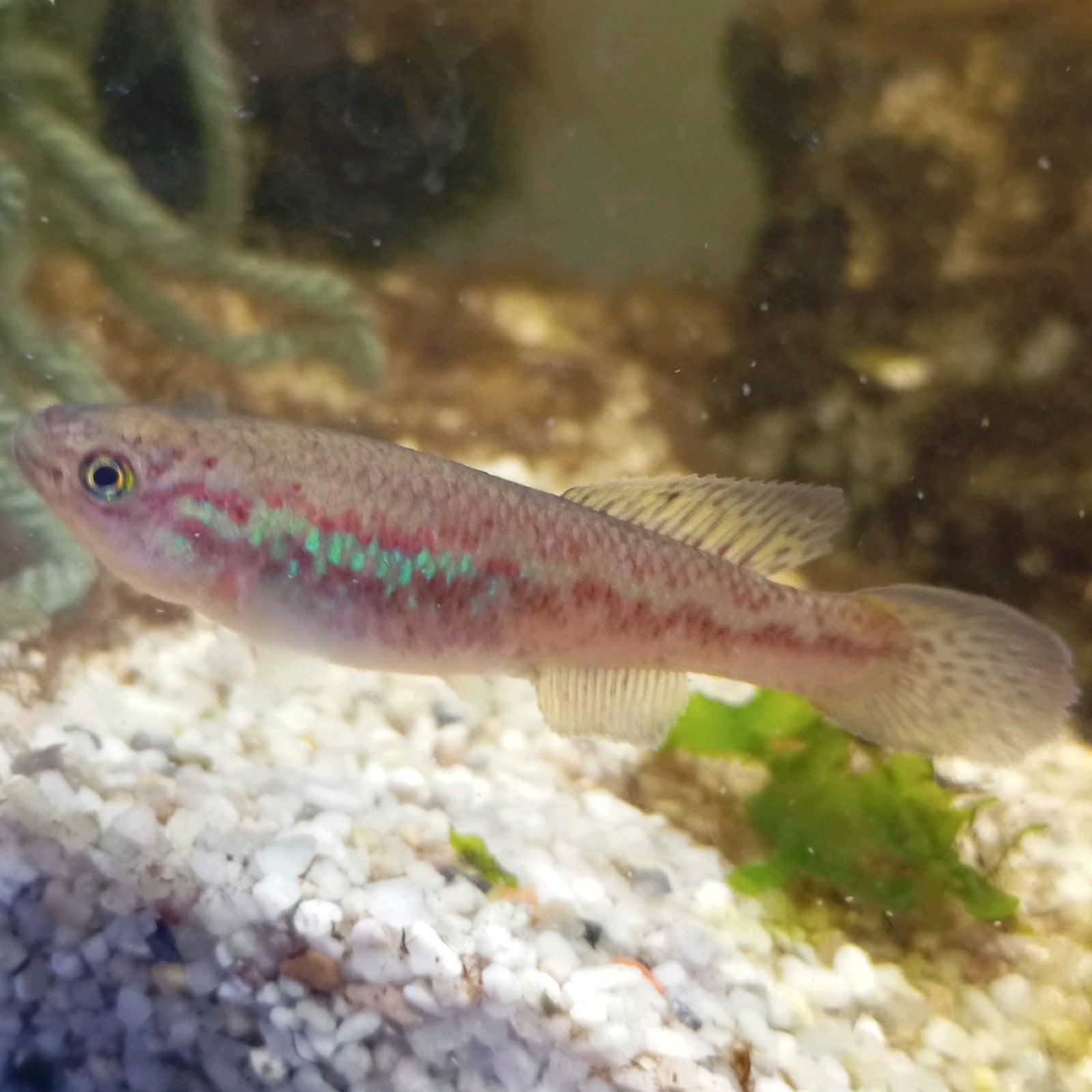 killifish Callopanchax Sidibeorum vrouwtje, Vis, Zoetwatervis