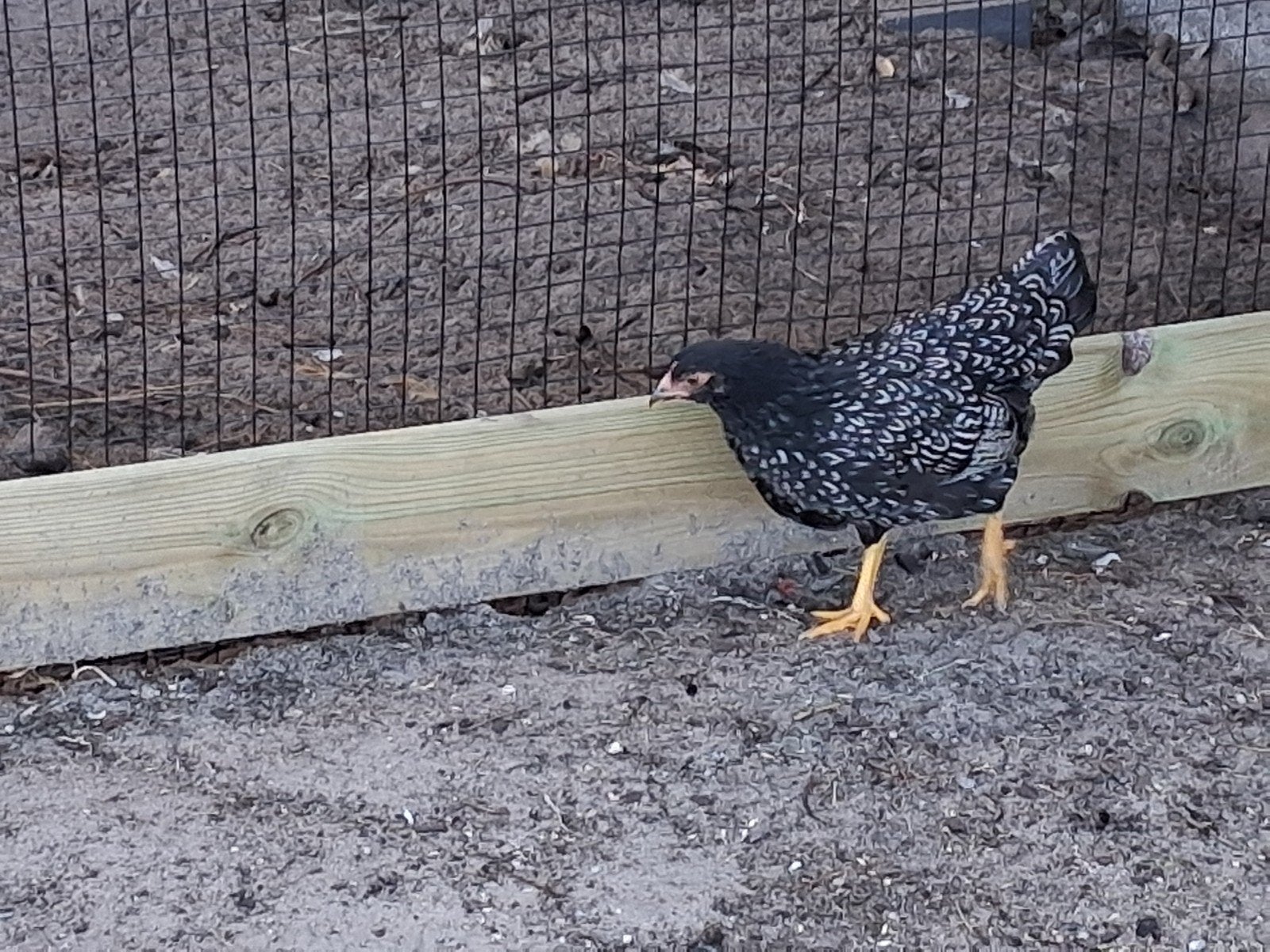 Barnevelder kriel dubbel gezoomd zilver., Dieren en Toebehoren, Pluimvee, Meerdere dieren, Kip