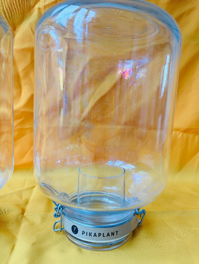 PIKAPLANT JARS | POTTEN, Huis en Inrichting, Kamerplanten, Overige soorten, In pot, Minder dan 100 cm, Halfschaduw