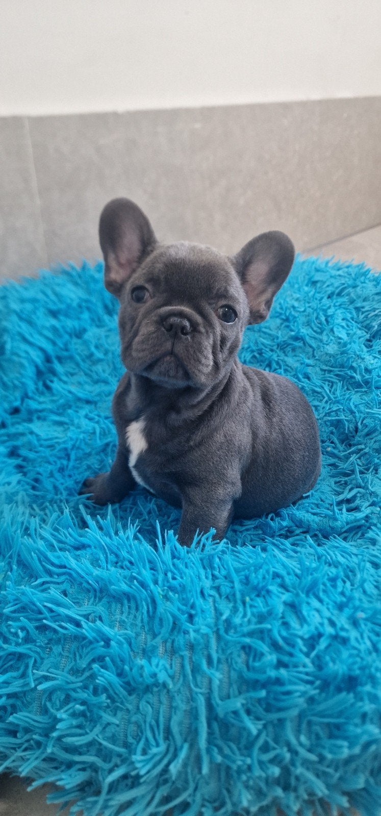 Prachtige Franse Bulldog pups zoeken een liefdevol thuis, Dieren en Toebehoren, 8 tot 15 weken, Meerdere, Meerdere dieren, Nederland