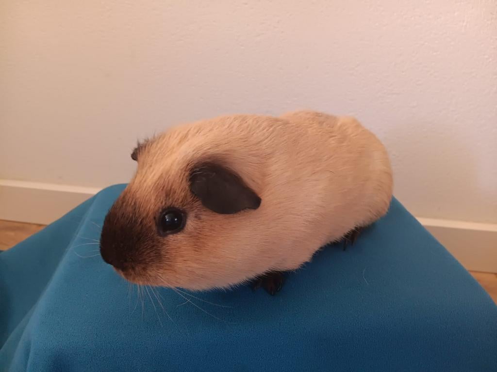 California cavia beertje, Cavia, April, Mannelijk, Tam