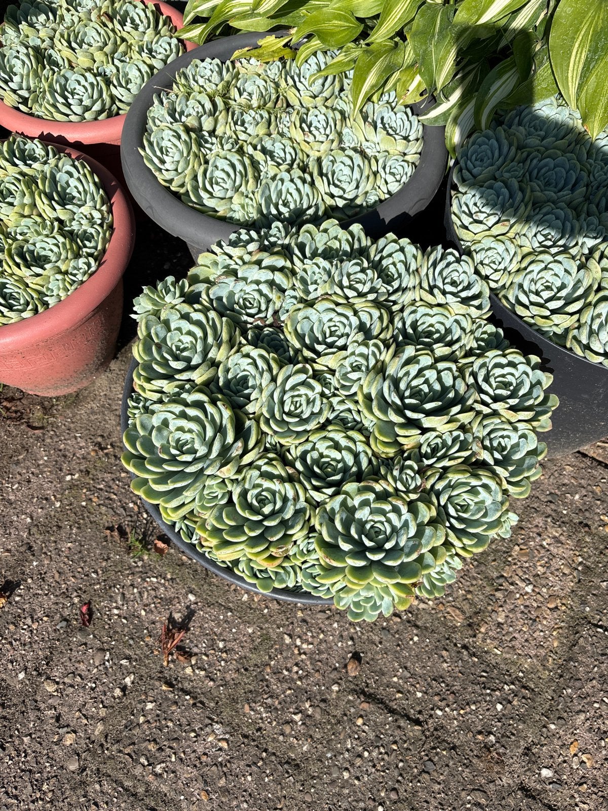 Echeveria elegans - Elegante vetplant voor binnen en buiten, Volle zon, Vaste plant, Lente, Ophalen