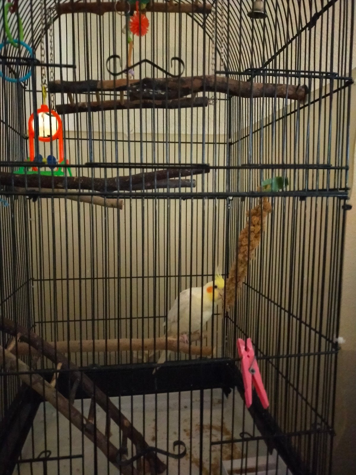 Valk parkiet, Dieren en Toebehoren, Ophalen of Verzenden, Vogelkooi