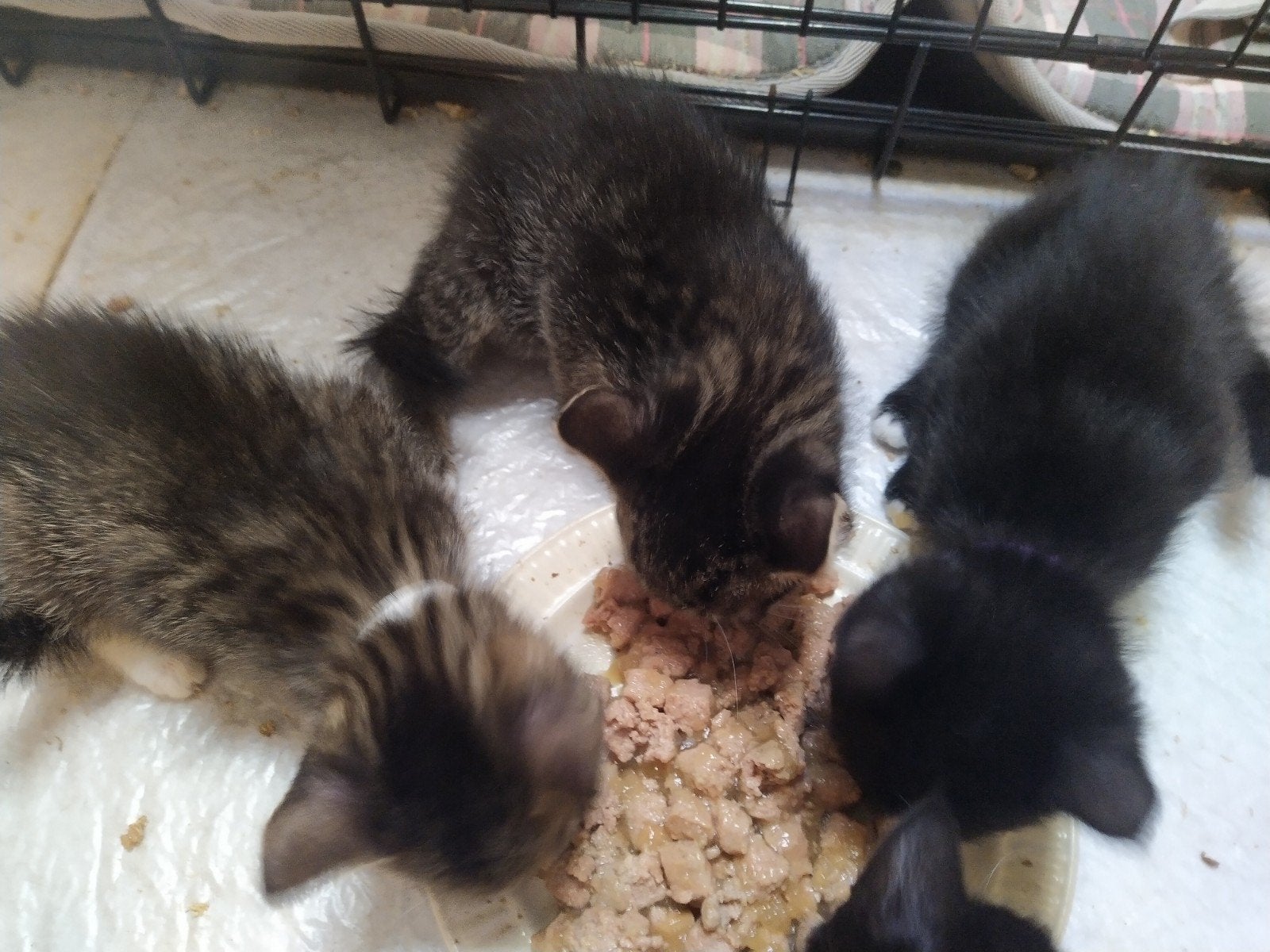 4 kittens, Meerdere dieren, Kortharig, 0 tot 2 jaar
