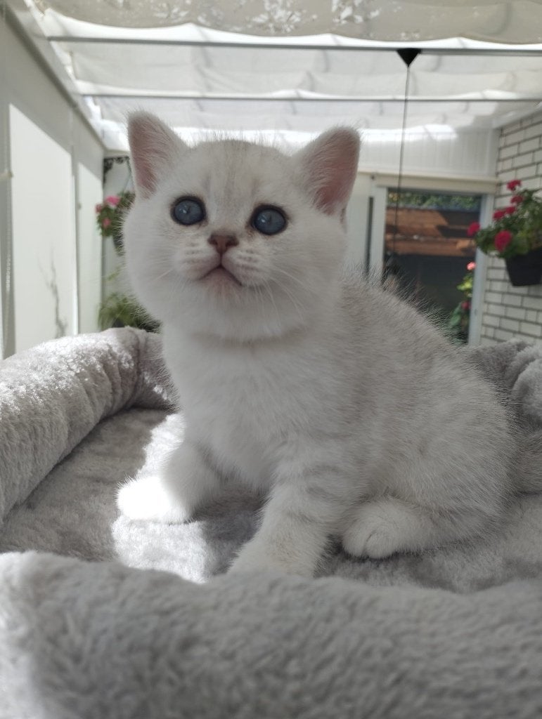 Britse Korthaar Kittens, Meerdere dieren, Ontwormd, 0 tot 2 jaar
