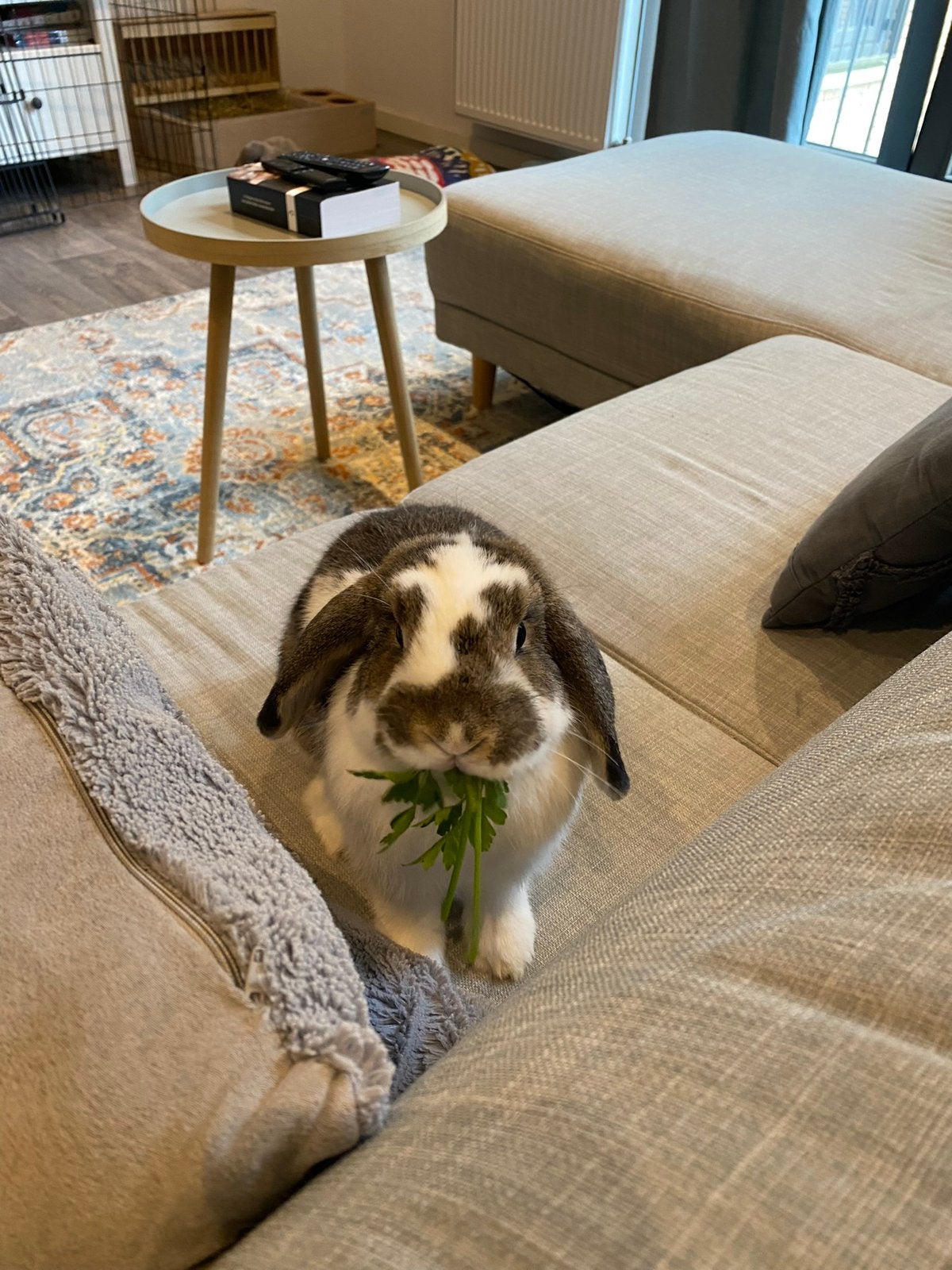 Gezocht: maatje voor konijn Lola (mannetje, gecastreerd), Dieren en Toebehoren, Mannelijk, Middelgroot
