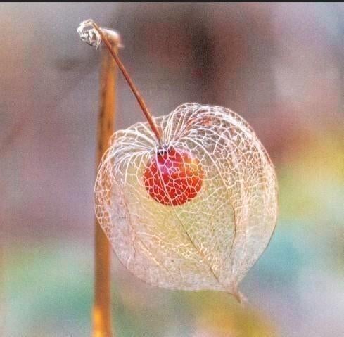 Zaden Lampionplant - Physalis alkekengi, Tuin en Terras, Verzenden, Voorjaar, Volle zon, Zaad