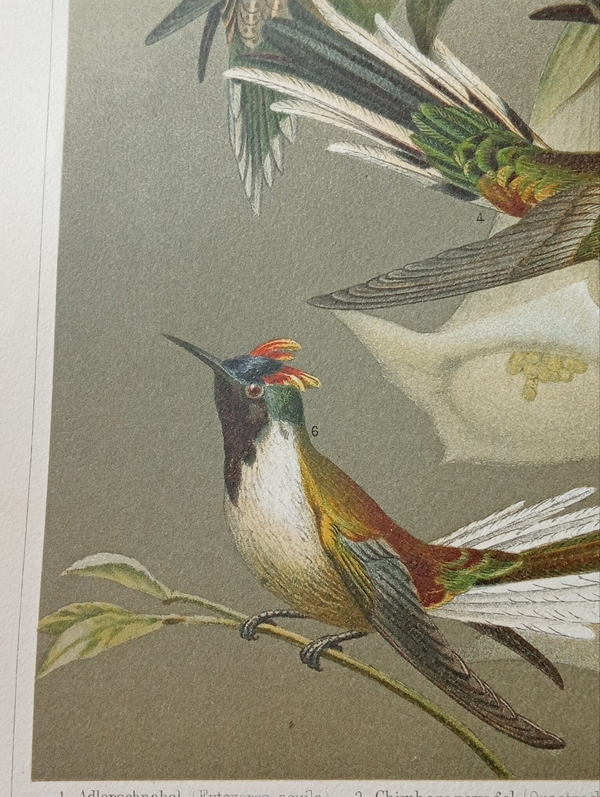 Litho Kolibries 1895 Vogelsoorten Ornithologie, Ophalen of Verzenden, Voor 1940, Gebruikt