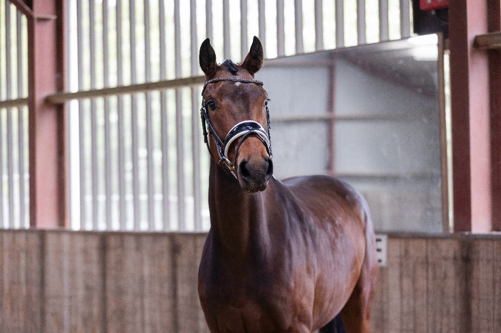 4 jarige kwpn merrie, Dieren en Toebehoren, Merrie, Met stamboom, Dressuurpaard, 3 tot 6 jaar