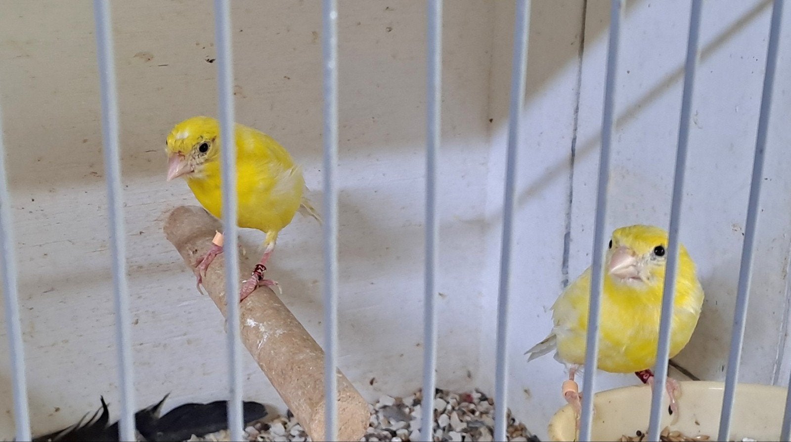 Raza kanarie poppen, Dieren en Toebehoren, Vogels | Kanaries, Vrouwelijk, Kleurkanarie