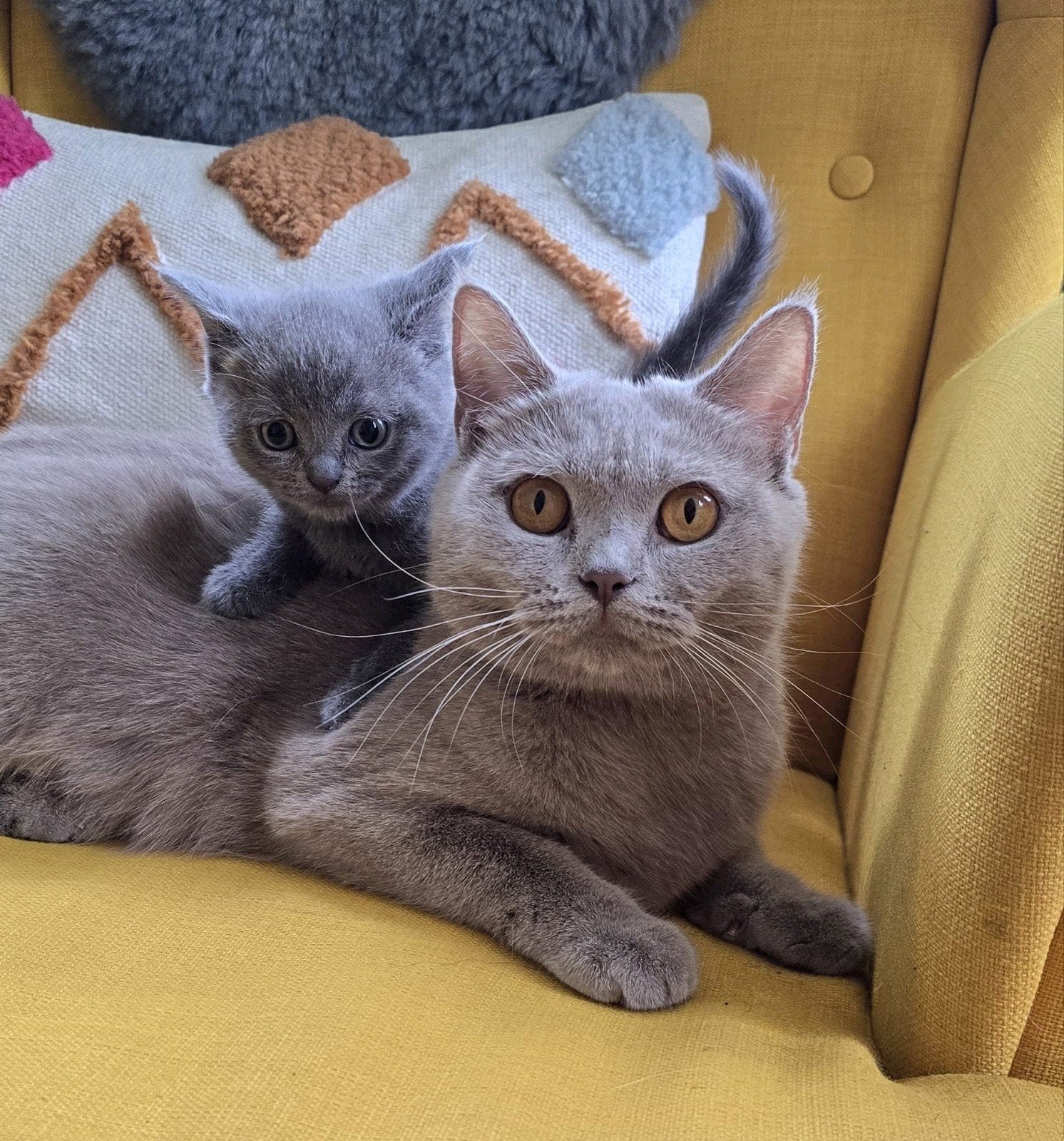 Britse korthaar kittens, Dieren en Toebehoren, Katten en Kittens | Raskatten | Korthaar, Meerdere dieren, Ontwormd, 0 tot 2 jaar