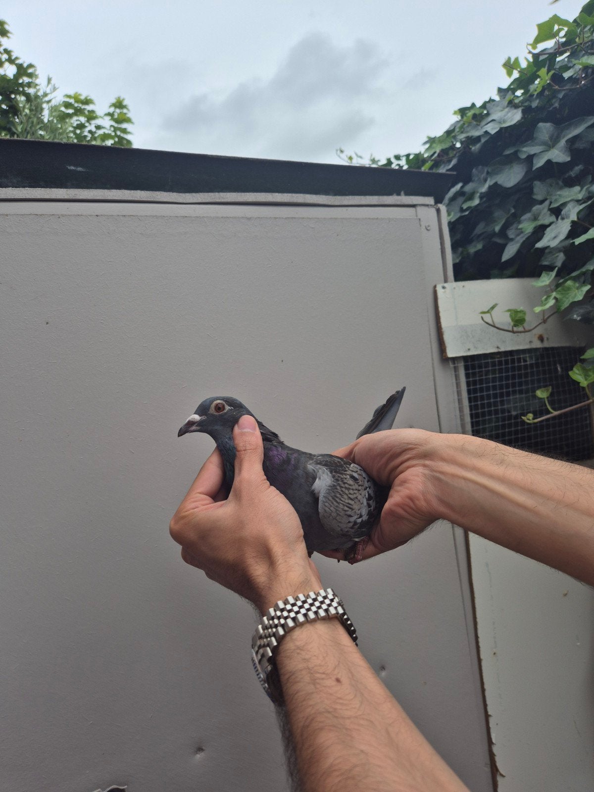 Postduif duiven doffer, Dieren en Toebehoren