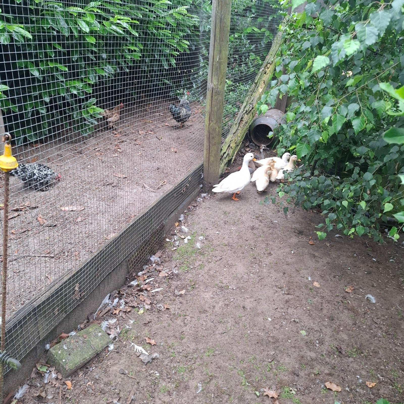 Witte kwakertjes, Dieren en Toebehoren, Pluimvee, Geslacht onbekend, Eend