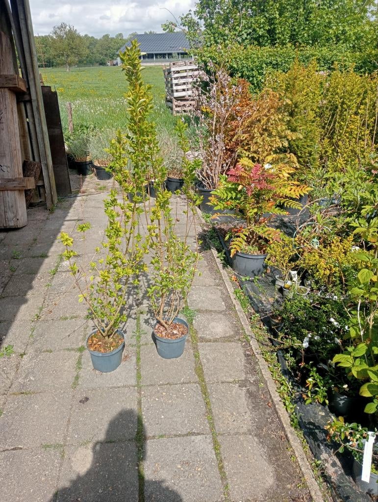 Bontbladige liguster in pot, Overige soorten, 100 tot 250 cm, Zomer, Ophalen