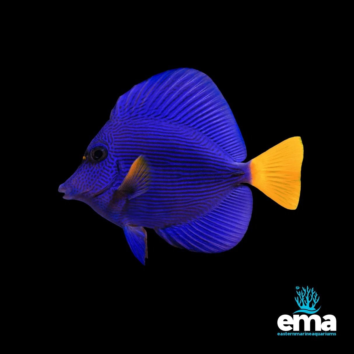 Zebrasoma Xanthurum (purple tang), Dieren en Toebehoren, Vis, Zoutwatervis, Schoolvis