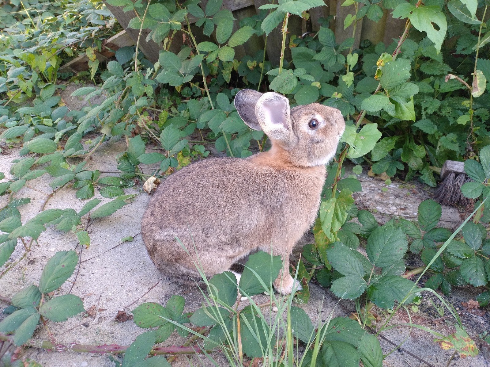 Lief bruin konijn, evt met zwarte broer, Dieren en Toebehoren, Mei, Mannelijk, Overige typen