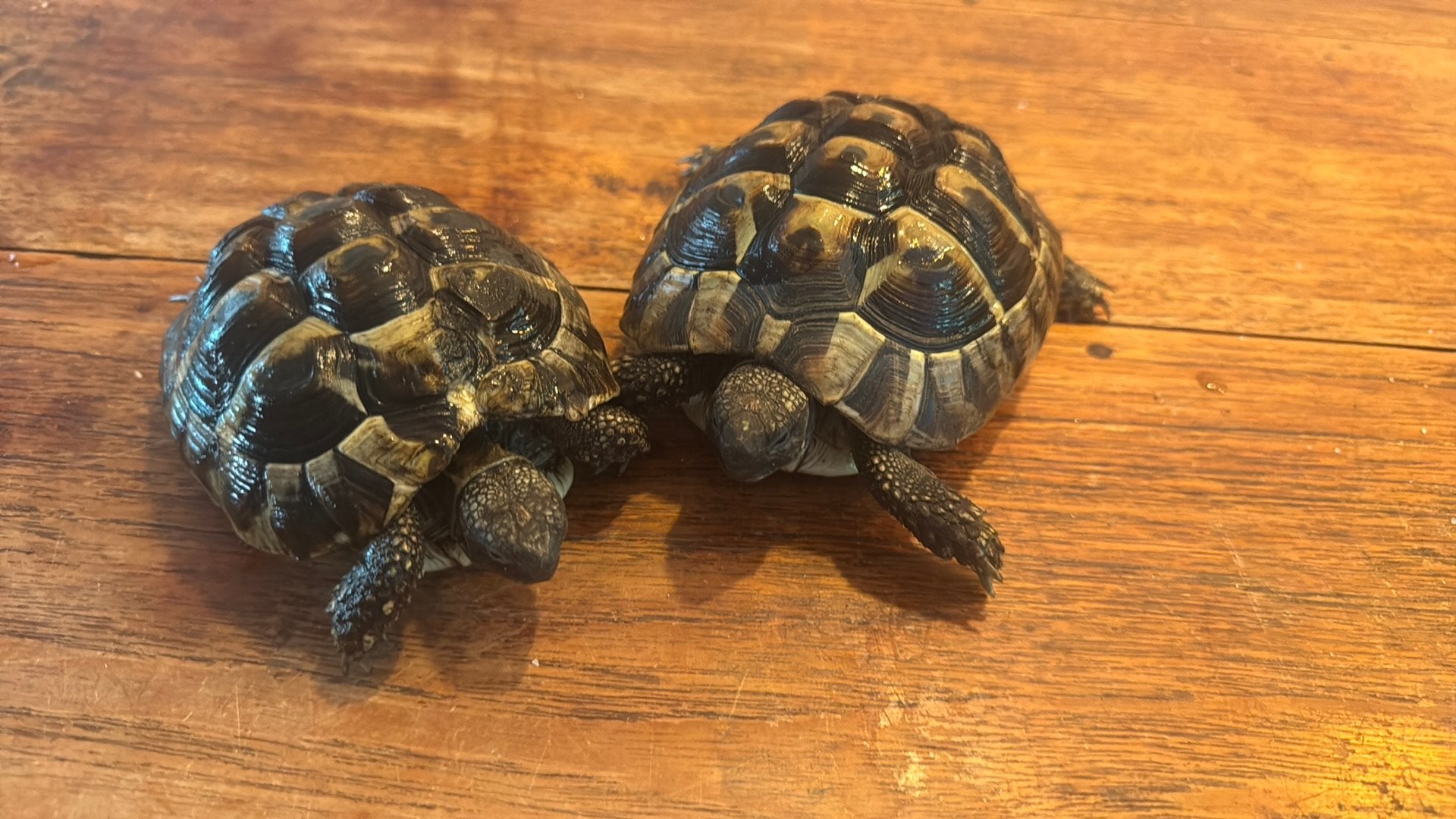 2 Landschildpadden Tortoise - unknown for sale from Marielle