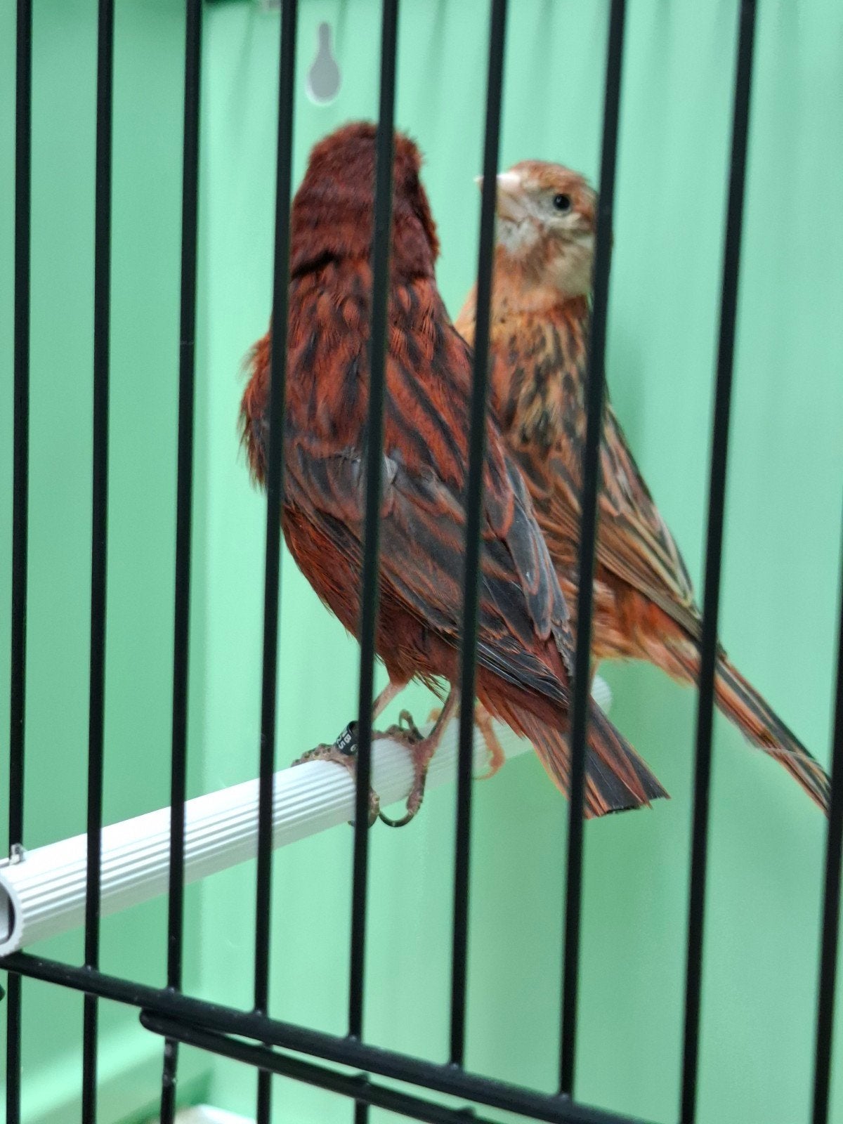 Zwart rode kanarie 25, Dieren en Toebehoren, Vogels | Kanaries, Meerdere dieren, Kleurkanarie