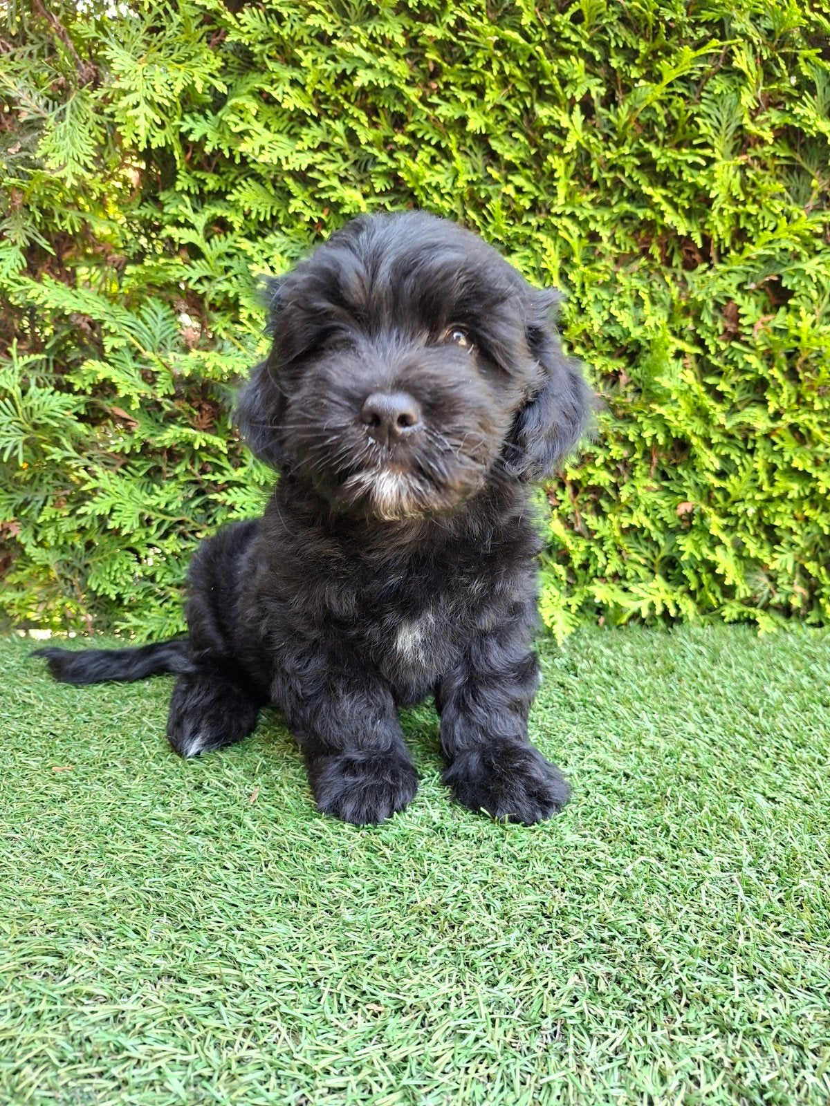 Zeer mooie speelse boomer x mini doodle pups., Dieren en Toebehoren, Parvo, 8 tot 15 weken, Meerdere, Nederland