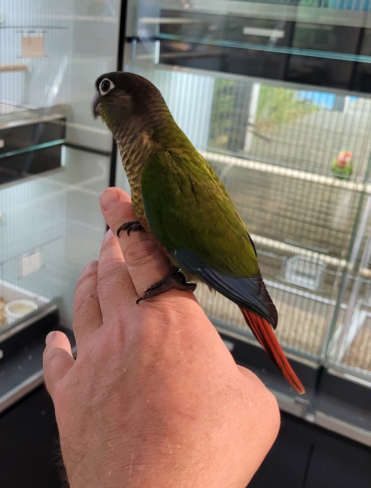 Super lieve jonge tamme Pyrrhuras., Dieren en Toebehoren, Vogels | Parkieten en Papegaaien, Mannelijk, Papegaai
