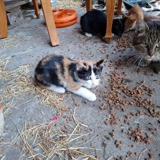 kittens, Meerdere dieren, 0 tot 2 jaar